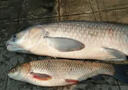 泡泡球餌料魚(yú)餌第一名主攻鯉魚(yú)鯽魚(yú)黃辣丁翹嘴魚(yú)羅非野釣黑坑專(zhuān)用 黑+金【買(mǎi)二贈一】三斤 曬單實(shí)拍圖