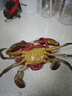 【活蟹】福建特大青蟹鮮活 大紅膏蟹公蟹肉蟹 年貨送禮 【肥滿(mǎn)公蟹】 3斤 （6只）禮盒裝 曬單實(shí)拍圖