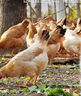 鮮京采  谷飼原切雞翅中 凈重4斤 冷凍 燒烤可樂雞翅 源頭直發(fā) 曬單實(shí)拍圖