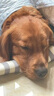 明亮與狗【明亮與狗】 全價(jià)全犬種全犬期犬糧5公斤、10公斤 10kg 曬單實(shí)拍圖