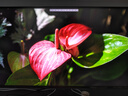 雷鳥(niǎo)（FFALCON）U8 25款 27英寸4K160Hz電競屏 HDMI2.1 HVA HDR1400量子點(diǎn)廣色域 MiniLED電腦顯示器 國家政府補貼 雷鳥(niǎo)U8 25款 曬單實(shí)拍圖