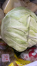 圓白菜約1kg 曬單實拍圖