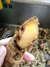 滇鮮生新鮮小黃姜農(nóng)家自種帶泥發(fā)貨生姜蔬菜 滇鮮生小黃姜總凈重3斤 曬單實拍圖