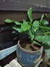 垂絲茉莉盆栽帶花苞老樁陽(yáng)臺室內垂吊風(fēng)車(chē)易活四季綠植物花卉開(kāi)花 【花期帶花】垂絲茉莉20-25cm（原盆土） 曬單實(shí)拍圖