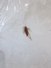 郁康蟑螂藥蟲卵雙殺滅蟑除蟑貼特強效力驅(qū)蟲全窩室內(nèi)端殺蟲劑6枚*1盒 曬單實拍圖