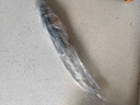 京喜加鲅魚 鮮活冷凍無冰新鮮海鮮水產(chǎn)生鮮魚類商用食材 4斤 無冰鲅魚【6-8兩/條】 曬單實拍圖