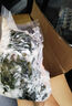 鮮海帶 鹽漬海帶結 海帶扣片火鍋食材涼拌海洋蔬菜 鹽漬海帶結5斤 曬單實拍圖