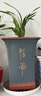 劉閣蘭花蘭花建蘭四季蘭天紅濃香時(shí)令花卉盆栽 3苗當(dāng)年開(kāi)花裸根源頭直發(fā) 曬單實(shí)拍圖