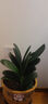 帶盆帶土6年大苗綠植盆栽室內(nèi)精品花卉君子蘭花苗花卉室內(nèi)花卉鮮花花卉室內(nèi)盆景盆栽綠植君子蘭苗素顏 綠王君子蘭8-10片帶盆帶土 曬單實拍圖