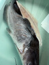 仙泉湖三去白蕉海鱸魚(yú)1斤/條凈膛冷凍刺少肉厚珠海特產(chǎn)500g生鮮食材 曬單實(shí)拍圖