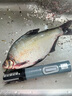 三個(gè)小廚電動(dòng)刮魚(yú)鱗神器刨刮鱗器打魚(yú)鱗器防水全自動(dòng)無(wú)線(xiàn)刮魚(yú)鱗機家用商用 【15000r/min轉速+6葉刀頭】充電 曬單實(shí)拍圖