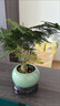 文竹盆栽植物室內(nèi)花卉盆景客廳辦公室桌面小綠植好養(yǎng)云竹四季常青 精品文竹+冰釉淺綠盆+圓底托+苔蘚 曬單實拍圖