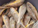 海名威冷凍東海小黃魚1斤 16-20條 生鮮魚類 海鮮水產(chǎn) 燒烤 中秋 曬單實拍圖