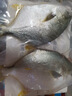 翔泰海南深海金鯧魚(yú)700g 2條 火鍋 生鮮魚(yú)類(lèi) BAP認證 海鮮水產(chǎn) 中秋 曬單實(shí)拍圖