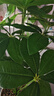 悠梵萌發(fā)財樹仿真植物盆栽假金錢樹客廳落地假盆景室內(nèi)裝飾假花 曬單實拍圖