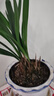 墨蘭蘭花苗盆栽帶花苞發(fā)貨精品名貴花卉綠植物室內四季好養活企黑 墨蘭10-12苗【精選好苗】原盆原土 曬單實(shí)拍圖
