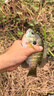 小早川品牌短節魚(yú)竿超輕超硬溪流竿純進(jìn)口碳素釣魚(yú)竿手竿十大便攜4.5米 曬單實(shí)拍圖