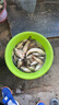 龍王恨魚(yú)餌藍鯽青春版腥香餌料江河湖庫野釣鯽魚(yú)鯉魚(yú)草魚(yú)鳊魚(yú)餌料魚(yú)食 藍鯽·青春版-腥香(300g/包)*1 曬單實(shí)拍圖
