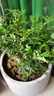 聽(tīng)雪樓名貴小葉紫檀盆景樹(shù)樁室內(nèi)花卉植物辦公桌面綠植樹(shù)苗盆栽h 大號(hào)獨(dú)干1盆 含原盆 曬單實(shí)拍圖