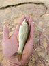 一味迷你魚護野釣專用方形速干漁護新款小魚護網(wǎng)便攜小型鯽魚涂膠方口 23cm 1.5m 標配-僅魚護無包 曬單實拍圖