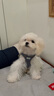 puppytie狗狗牽引繩背心式遛狗繩泰迪狗繩子調節牽引繩中小型犬胸背帶 牛仔藍-胸背+牽引繩 XXS-迷你型建議1-6斤 曬單實(shí)拍圖