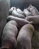 梅派威帝諾脫霉劑霉可消后羿添加劑防飼料霉變豬藥雞鴨牛羊 霉可凈5袋裝 曬單實(shí)拍圖