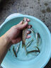 神鯊黑韌魚竿手竿3.6米超輕超細(xì)碳素鯽魚竿37調(diào)釣魚竿臺釣竿漁具套裝 曬單實(shí)拍圖