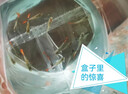 小型熱帶觀賞魚魚活體魚苗活體孔雀魚天使魚好養(yǎng)耐活漁場直發(fā)活魚 孔雀魚隨機12條送備損3條+魚食 曬單實拍圖
