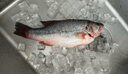 鮮活沖浪河鱸魚(yú)400-500g/條 曬單實(shí)拍圖