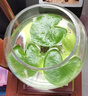 水培一葉蓮浮萍迷你水草凈化水質(zhì)魚(yú)缸造景睡蓮花水生水養花卉植物 一葉蓮 【10片裝】尺寸8-11厘米 曬單實(shí)拍圖