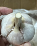 山東源頭產(chǎn)地新鮮干大蒜白皮大蒜農(nóng)家自種大蒜頭 (試用)大蒜 5頭 中果4-4.5厘米 曬單實(shí)拍圖