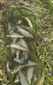 達億瓦（DAIWA）進口臺釣竿休閑黑坑野釣綜合竿超輕硬鯽鯉魚草魚手竿魚竿十大品牌 Class4-36 （3.6米） 曬單實拍圖
