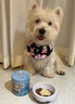 Twinkling starTwinkling Star鱉蛋爆毛粉卵磷脂補鈣增毛寵物狗狗貓咪美毛益生菌 100克 曬單實(shí)拍圖