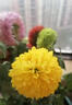 花翁 球菊千頭菊盆栽多年生植物花期長(cháng) 乒乓菊-混色源頭直發(fā) 曬單實(shí)拍圖