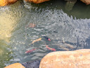 純種錦鯉精品冷水魚(yú)大型昭和招財錦鯉魚(yú)池養殖庭院觀(guān)賞魚(yú)錦鯉 （七星高照）24-26cm隨機7條 精 曬單實(shí)拍圖