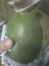 壹萌果蔬凱特芒芒果 當季現摘四川大芒果新鮮水果青芒果整箱送禮 5斤精品果【單果300g+】 凈4.5斤 曬單實(shí)拍圖