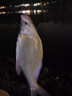 龍王恨野戰藍鯽老版釣魚(yú)餌料老三樣餌料正品野釣魚(yú)餌料通殺窩料餌 野戰藍鯽300g【三包】 曬單實(shí)拍圖