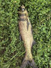 沃鼎釣魚傘2025新款釣魚遮陽傘戶外垂釣拐杖傘大傘太陽傘沙灘傘臺(tái)釣傘 2.4米 黑膠防曬 機(jī)械臂拐杖-湛藍(lán) 曬單實(shí)拍圖