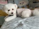 愛肯拿（ACANA）狗糧 鴨肉梨成犬幼犬 低敏去淚痕 全價(jià)通用原裝進(jìn)口糧2kg效期26/5 曬單實(shí)拍圖