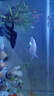 金魚(yú)活體觀(guān)賞魚(yú)錦鯉草金魚(yú)冷水魚(yú)黑金錦鯉黃金錦鯉白金錦鯉小型魚(yú) 6-8cm黑+白+黃+紅【共4條】 曬單實(shí)拍圖