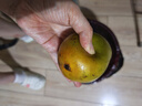 正宗廣西芒果百色芒新鮮水果產(chǎn)地直發(fā)包郵 凱特芒 凈重8斤 單果300g+ 曬單實(shí)拍圖