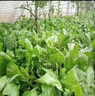 綠中城黑麥草種籽子種多年生牧草種子畜牧養(yǎng)殖草種雞鴨牛羊魚草種籽四季 進(jìn)口大葉菊苣凈籽/一斤廠家原裝 曬單實(shí)拍圖