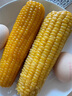 北緯 47°玉米棒東北粘糯 好日期新玉米 真空包裝低脂飽腹非轉(zhuǎn)基因代餐早餐 【回購首榜】黃糯玉米4.4斤 曬單實拍圖