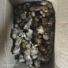 京鮮生 云南小黃姜 5斤裝 生姜 老姜 新鮮蔬菜 源頭直發(fā) 曬單實(shí)拍圖
