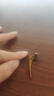 Smorss【2片冰瓷膜】適用一加13手機膜全膠1+一加13非鋼化軟膜全屏高清防摔無黑邊修復(fù)微晶膜-無塵倉秒貼 曬單實拍圖