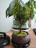 八芽 小葉赤楠盆景擺件室內綠植花卉盆栽老樁客廳辦公室桌面好養植物 （舍得紫砂盆赤楠+絲絨鋪面+底座） 曬單實(shí)拍圖