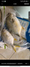 翔泰 海南金鯧魚(yú)凈重900g 2條裝  魚(yú)類(lèi)生鮮 燒烤 火鍋食材 海鮮水產(chǎn) 曬單實(shí)拍圖
