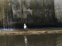 歐普（OPPLE）浴霸壁掛式安全速熱快速升溫多功能按鍵開(kāi)關(guān)家用衛生間浴霸三燈暖 曬單實(shí)拍圖