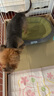 KimPets狗窩四季通用夏季狗墊子貓窩保暖中小型犬狗床狗狗睡墊春季貓狗窩 【熱銷推薦】雙層加厚高檔窩綠色 M【 長(zhǎng)50cm寬40cm】（5斤內(nèi)） 曬單實(shí)拍圖