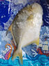 【順豐包郵】新鮮特大金鯧魚(yú)鮮活冷凍海魚(yú)金昌魚(yú)平魚(yú)白鯧海魚(yú)冰鮮 5條裝【每條0.8-1斤】 曬單實(shí)拍圖